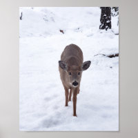 Doe deer in the snow Montana Wildlife photography