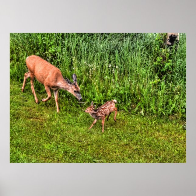 Doe Female Deer and Fawn on Grass Wildlife Photo Poster (Front)