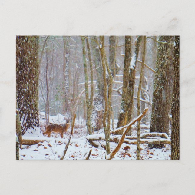 Doe in the snow, Deer in Lake Arrowhead Postcard (Front)