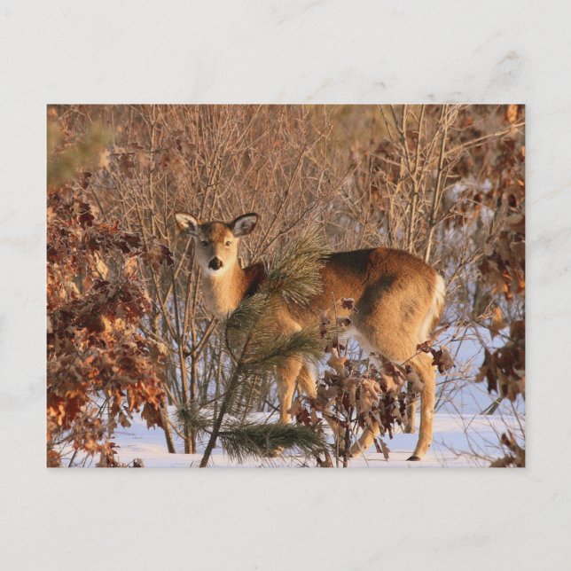 Doe - Michigan Wildlife Postcard (Front)