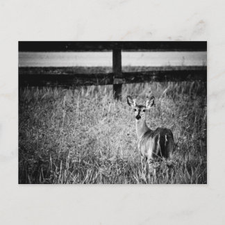 Doe Photograph Postcard