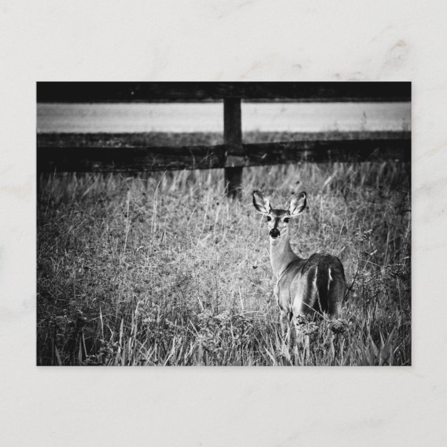 Doe Photograph Postcard (Front)