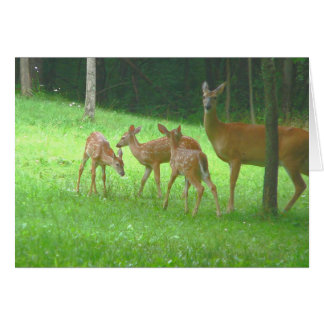Doe with Triplets