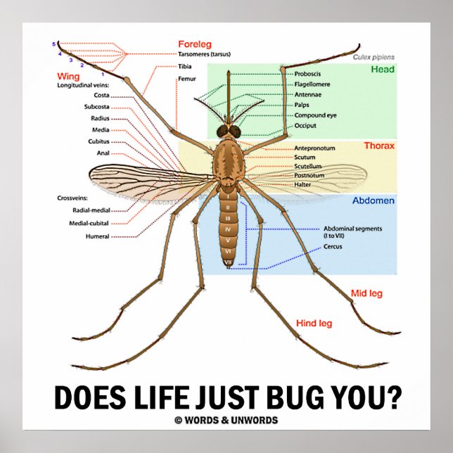 Does Life Just Bug You? (Mosquito Anatomy) Poster (Front)