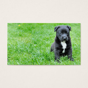 dog-280332 YOUNG DOG BLACK PUPPY ADORABLE PETS GRE
