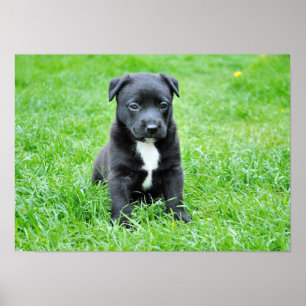 dog-280332 YOUNG DOG BLACK PUPPY ADORABLE PETS GRE Poster