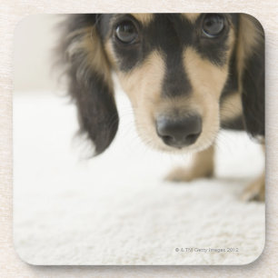 Dog 2 coaster