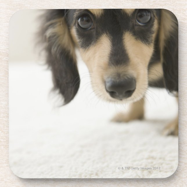 Dog 2 coaster (Front)