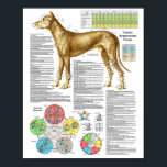 Dog Acupuncture Points Locations Poster<br><div class="desc">Dog Acupuncture Points Poster 18" X 24" Veterinary Chart Point locations for over 100 commonly used canine acupuncture points. Key Features • Horary cycle showing when each meridian is most active • The 12 Alarm (Front-Mu) points • The 18 Associated (Back-Shu) points • Eight confluent points • Ting points •...</div>