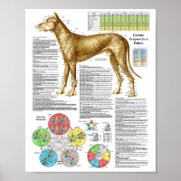 Dog Acupuncture Points Locations Poster