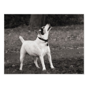 Dog Agog Photo Print