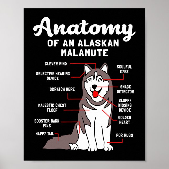 Dog Alaskan Malamute Anatomy Funny Malamute Poster (Front)