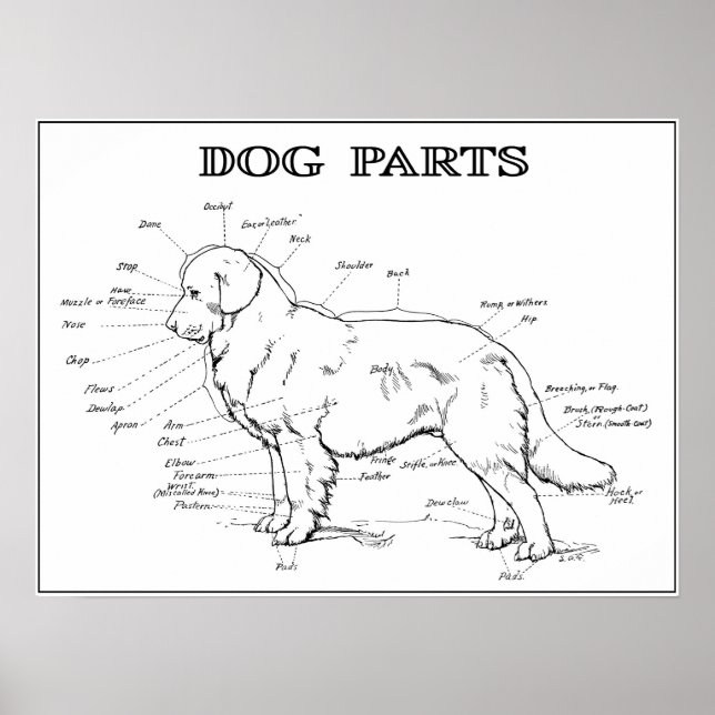 DOG ANATOMY 1919 POSTER (Front)
