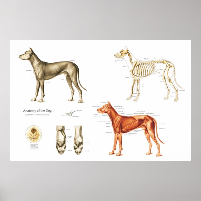Dog Anatomy Poster Muscles and Bones (Front)