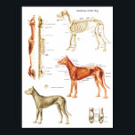 Dog Anatomy Poster Muscles and Bones 18 X 24<br><div class="desc">Dog anatomy poster showing the superficial muscles,  skeleton and close up on the paws and teeth. Superior view of the muscles and spinal column.</div>