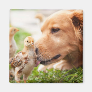 Dog and Chick Magnet