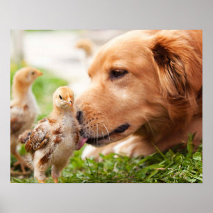Dog and Chick Poster