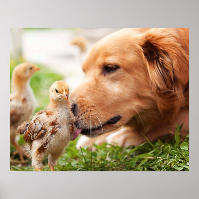 Dog and Chick Poster (Front)