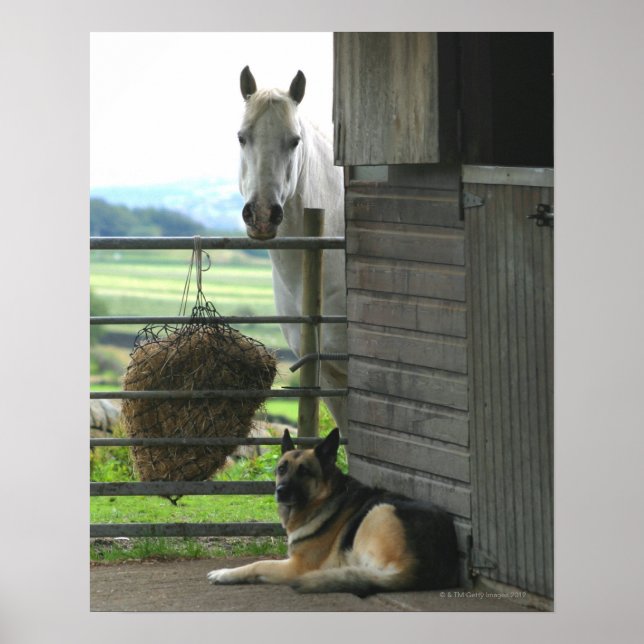 Dog and horse at ranch in Menton, France Poster (Front)