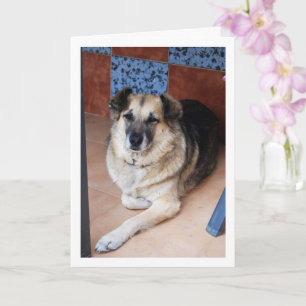 Dog and Tiles Portrait Card