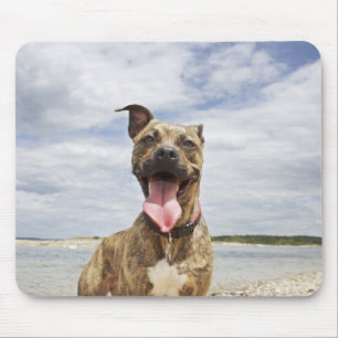 dog at beach mouse mat