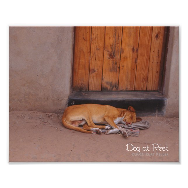 Dog at Rest Photo Print (Front)