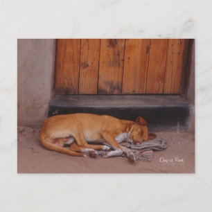 Dog at Rest postcard