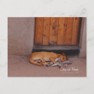 Dog at Rest Postcard