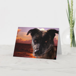 Dog at the Beach, Birthday Card
