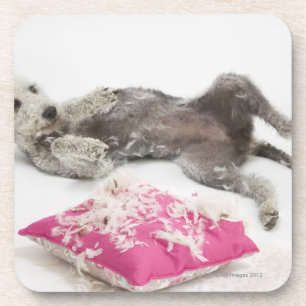 Dog behaviour training coaster