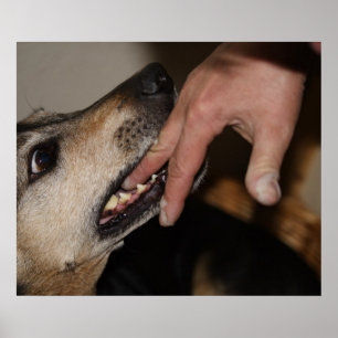 Dog biting finger poster