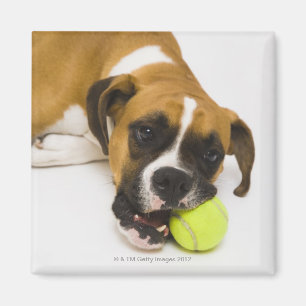 Dog biting tennis ball magnet