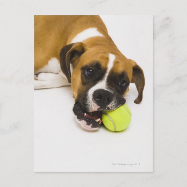 Dog biting tennis ball postcard (Front)