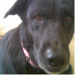 DOG BLACK LAB PHOTO SCULPTURE<br><div class="desc">BLACK LAB WITH GREAT EYES.</div>