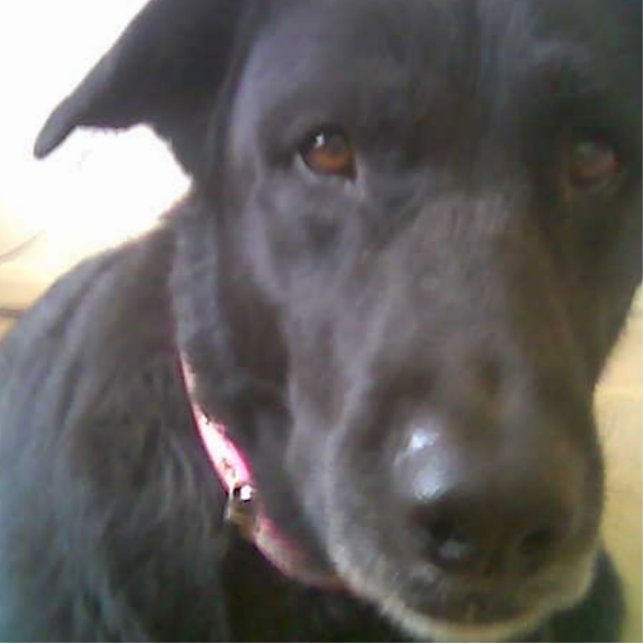 DOG BLACK LAB PHOTO SCULPTURE (Front)