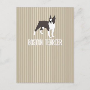 dog-Boston Terrier Postcard