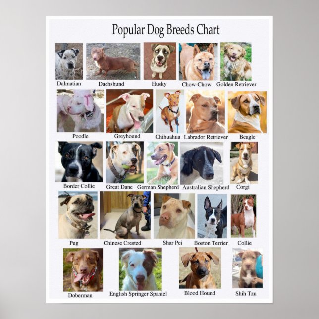 Dog Breeds Chart Poster (Front)