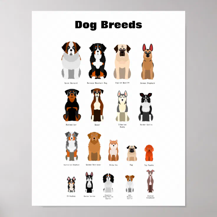 Dog breeds poster. poster | Zazzle