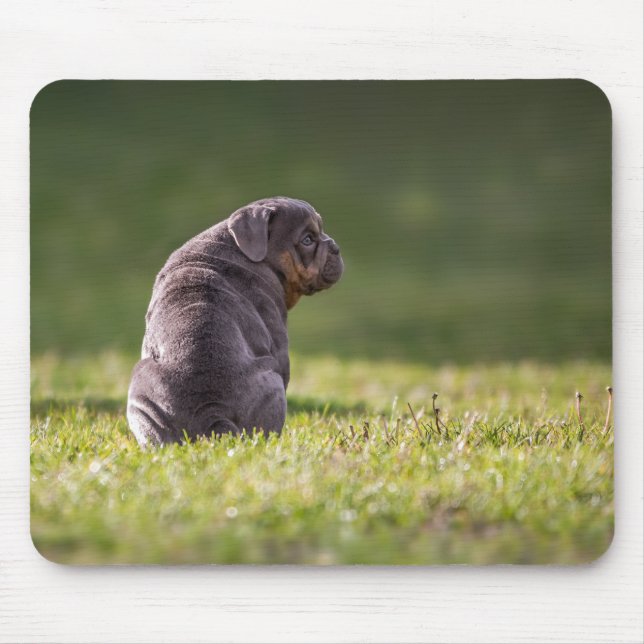 dog, bulldog, english bulldog mouse mat (Front)