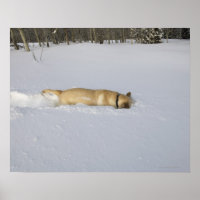 Dog burrowing in snow