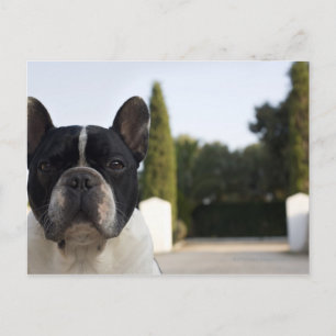 Dog by entrance postcard