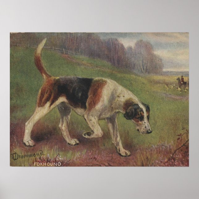 Dog, Canine, Foxhound, Hunting Vintage Poster (Front)
