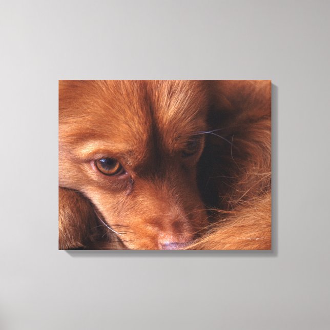 dog canvas print (Front)