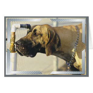 Dog Cards Great Dane