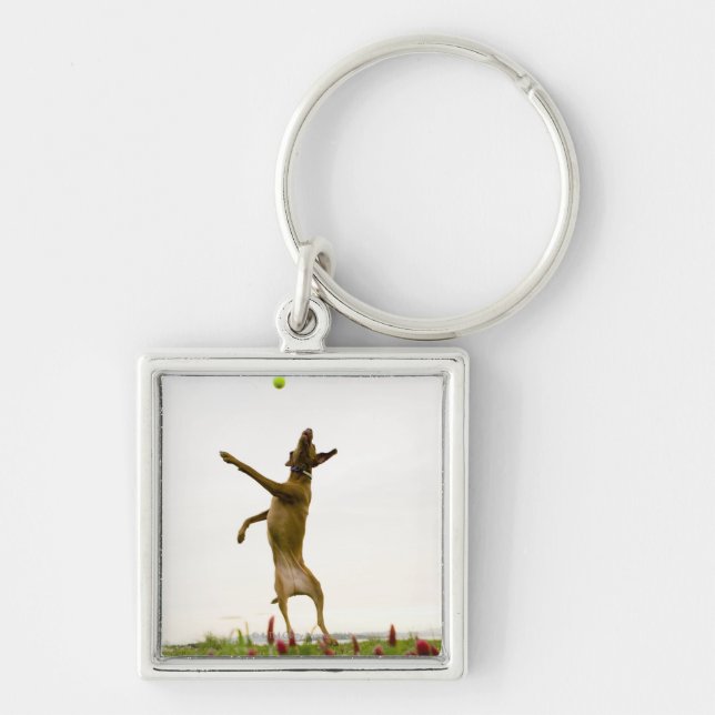 Dog catching tennis ball in mid-air key ring (Front)