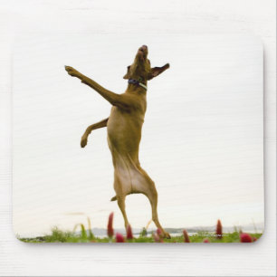 Dog catching tennis ball in mid-air mouse mat