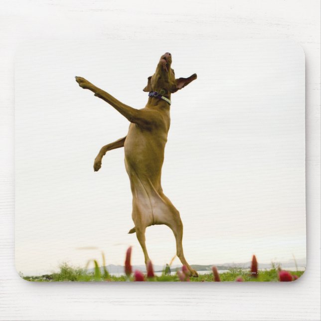 Dog catching tennis ball in mid-air mouse mat (Front)
