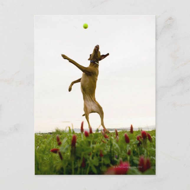 Dog catching tennis ball in mid-air postcard (Front)