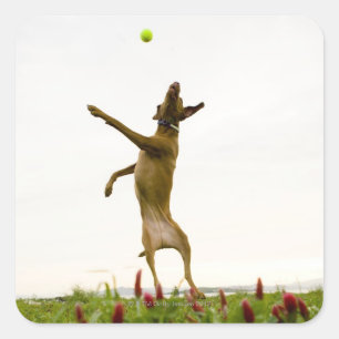 Dog catching tennis ball in mid-air square sticker