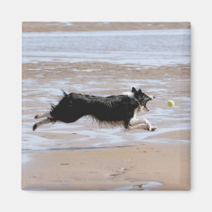 Dog chasing a ball at the beach magnet